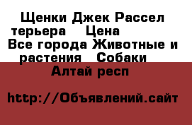 Щенки Джек Рассел терьера  › Цена ­ 15 000 - Все города Животные и растения » Собаки   . Алтай респ.